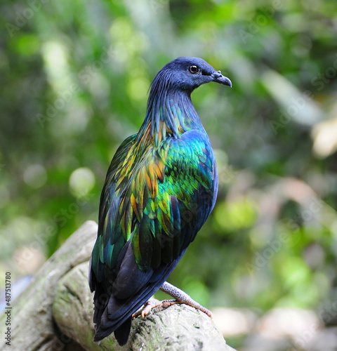 Bird Nicobar Pigeon on a branch, in nature