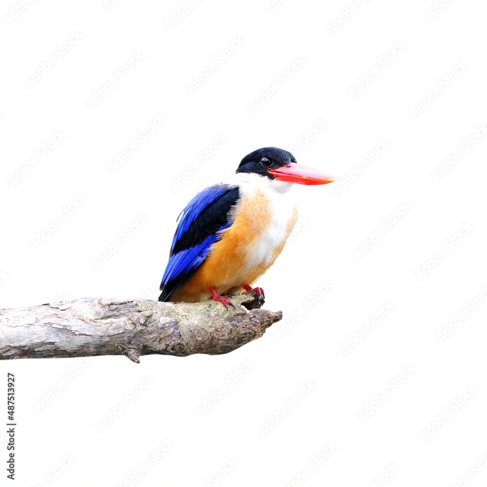 Fototapeta premium Colorful Bird on a branch (Black-capped Kingfisher) isolated on white background