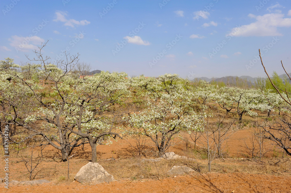 The pear trees on the hillside are full of white pear flowers