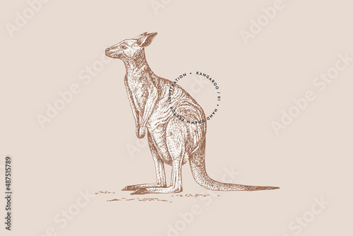 Hand-drawn kangaroo on a light background. Animal of Australia in vintage engraving style. Vector retro illustration.