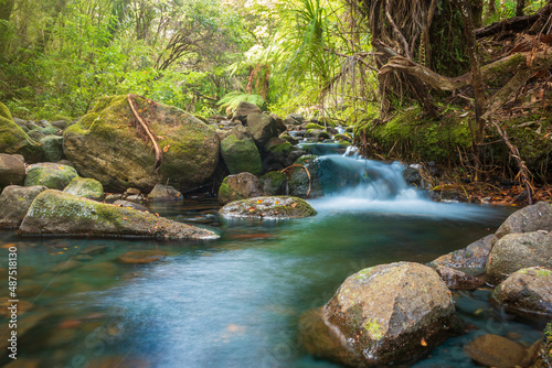 mountain river in the forest
