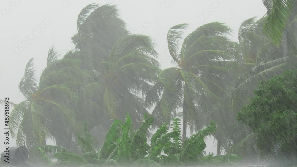 Palm trees blowing in the wind during hurricane