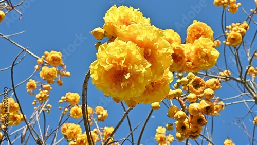 ฺBeautiful yellow silk cotton flowers blooming in the nature and moving by the wind. This tree is widespread in dry forests fast growing ornamental for tropical climates. photo