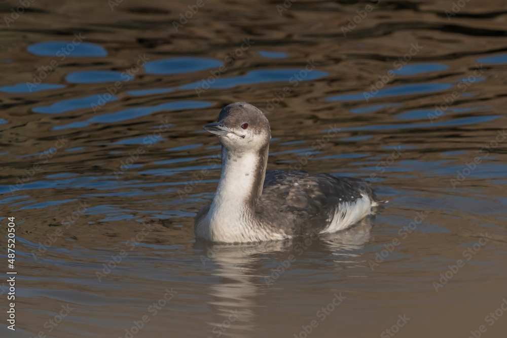 Black-throated Loon (Gavia arctica) floating in the sea