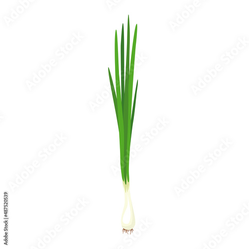 Green onion  Allium. Salad onions  wild cherries  shallots  leeks  skoroda and Chinese onions. A herbaceous plant from the Onion family  used for food in the preparation of various dishes. Vector illu