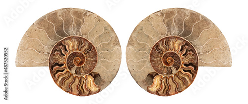 Ammonite , Prehistoric fossilized mollusk , an extinct marine animal.
