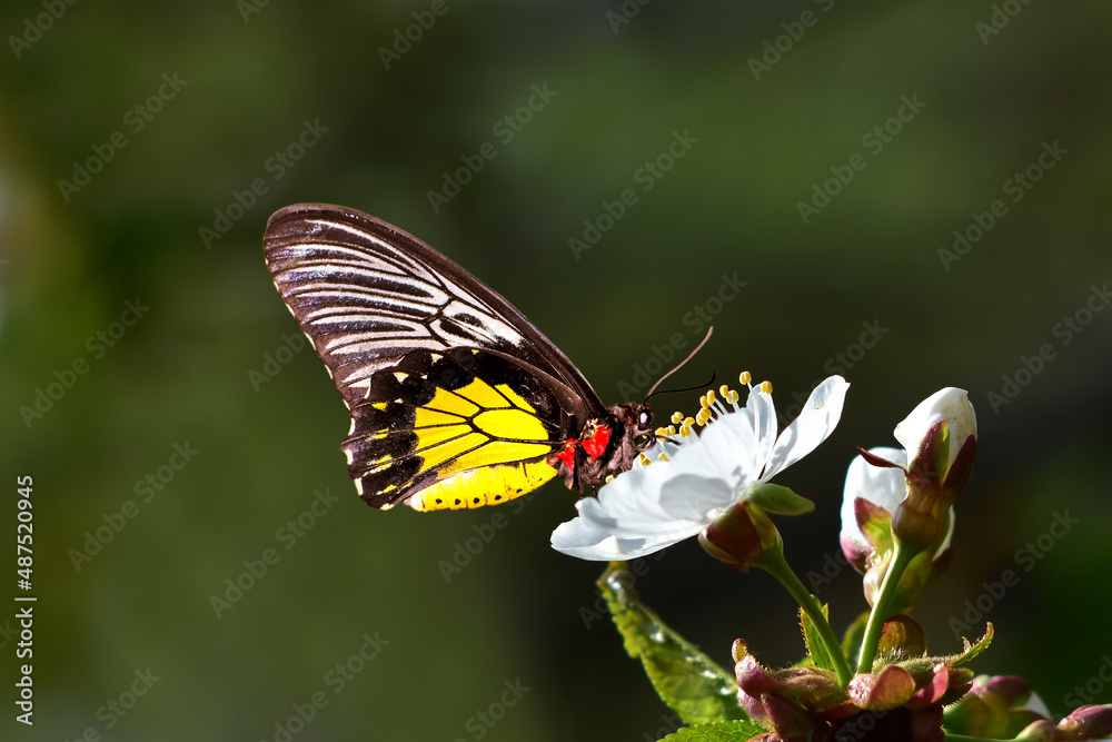 Fototapeta premium A large butterfly on an apple or cherry flower. beautiful spring background