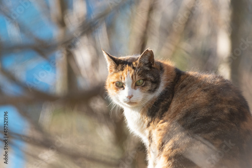 猫の視線　三毛猫