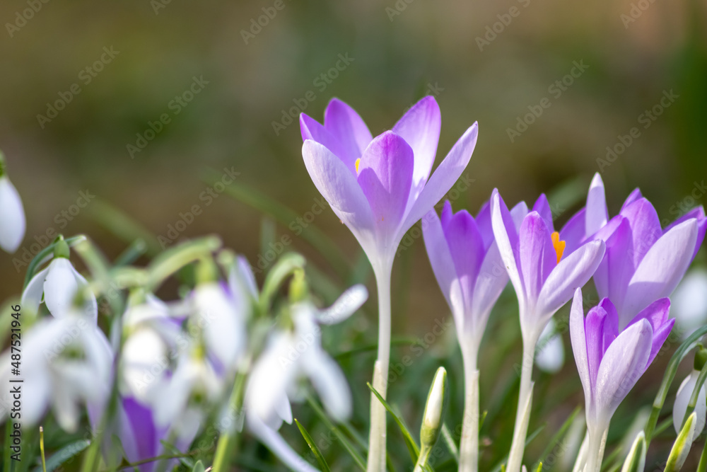 First spring snowdrops flowers and pink crocus blossoms with pollen and nectar for seasonal honey bees in february with white petals and white blossoms in macro view and nice bokeh blurred background First spring snowdrops flowers and pink crocus blossoms with pollen and nectar for seasonal honey bees in february with white petals and white blossoms in macro view and nice bokeh blurred background
