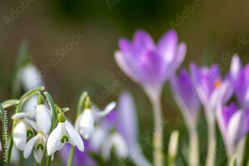 First spring snowdrops flowers and pink crocus blossoms with pollen and nectar for seasonal honey bees in february with white petals and white blossoms in macro view and nice bokeh blurred background