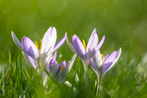 Filigree pink crocus flower blossoms in green grass are pollinated by flying insects like honey bees or flies in spring time as close-up macro with blurred background in garden landscape blooming wild