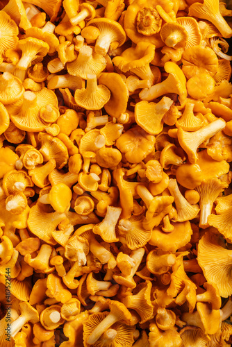Yellow orange mushrooms juicy background delicious Cantharellus cibarius golden chanterelle with curly hats on fleshy leg. Ingredient of dish. Cooking dish. Vertical. Top view. Choice flavor fillings.