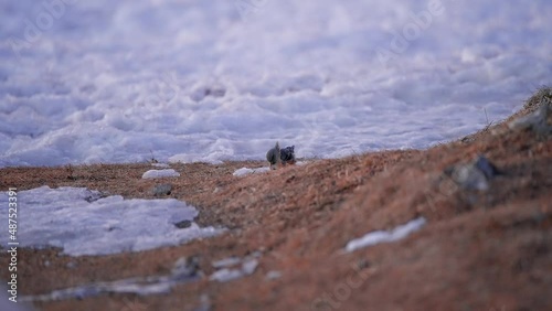 Video of a wild bird captured in the mountains at sunrise captured in slow motion at 4k in 120 fps captured in Slovenia on top of a mountain Ratitovec with natured covered in snow at wintertime photo