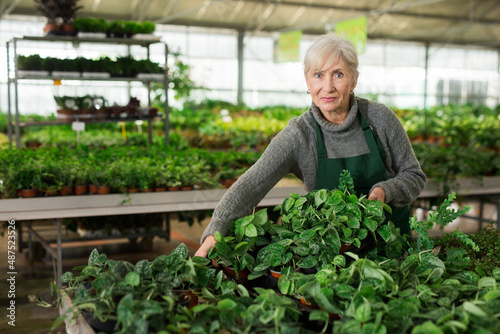 Mature woman plant shop worker in uniform carrying box with sprouts, looking at camera and smiling.