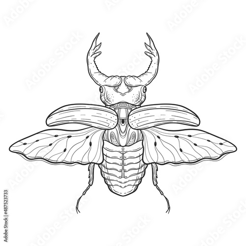 Beetle bug tattoo drawing. Scarab bug illustration