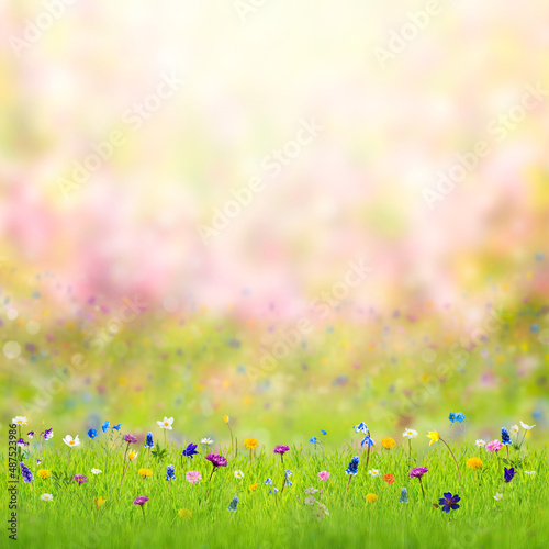Beautiful spring flower on meadow