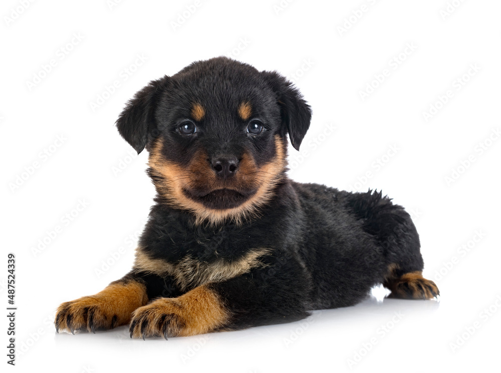 puppy rottweiler in studio