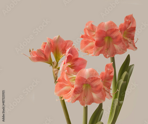 Three pink hippeastrum (amaryllis) Rosalia on grey background.