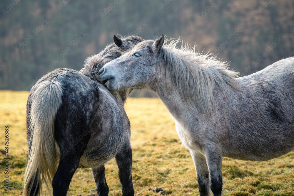 A pair of Galician breed horses play affectionately in the Xistral