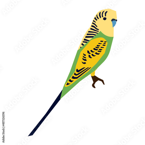Budgerigar vector illustration in flat color design