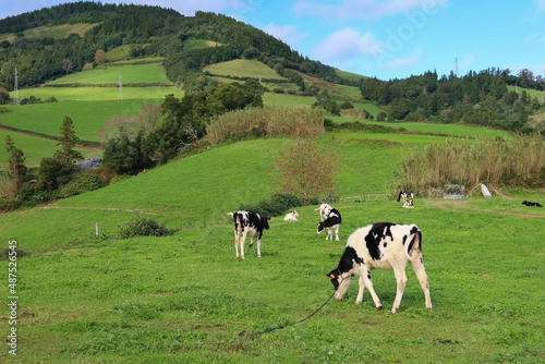 Cows in the Azores in Portugal 