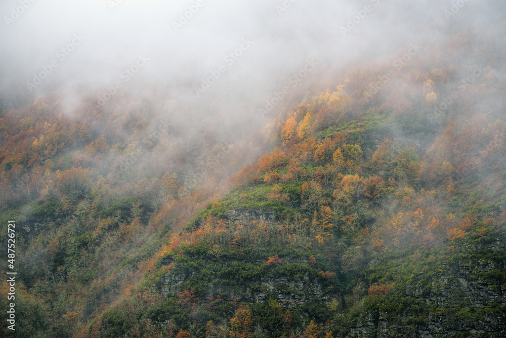 Autumn color in the birches that populate the slopes of a misty mountain