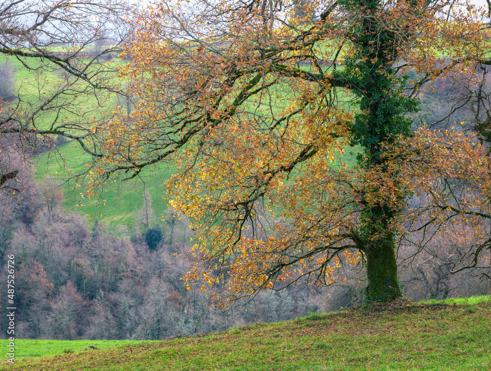Autumn foliage on a large oak tree in the highlands