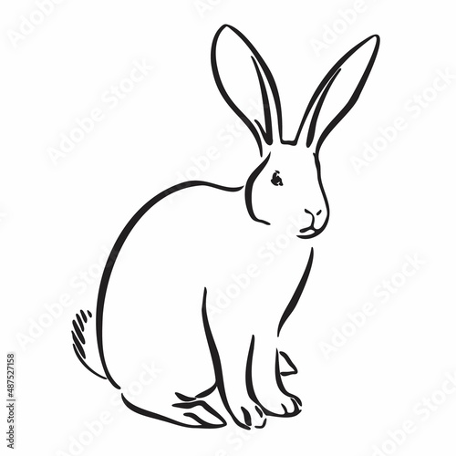 Bunny rabbit pet vector illustration. Hand drawn hare. Animal outline image isolated on white background