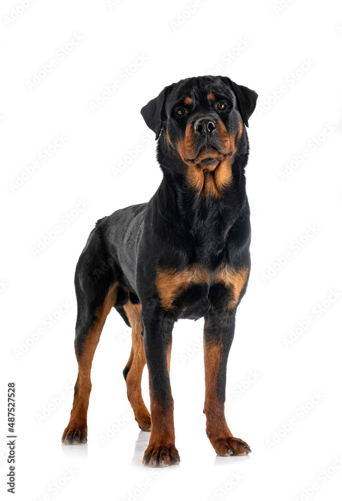 rottweiler in studio