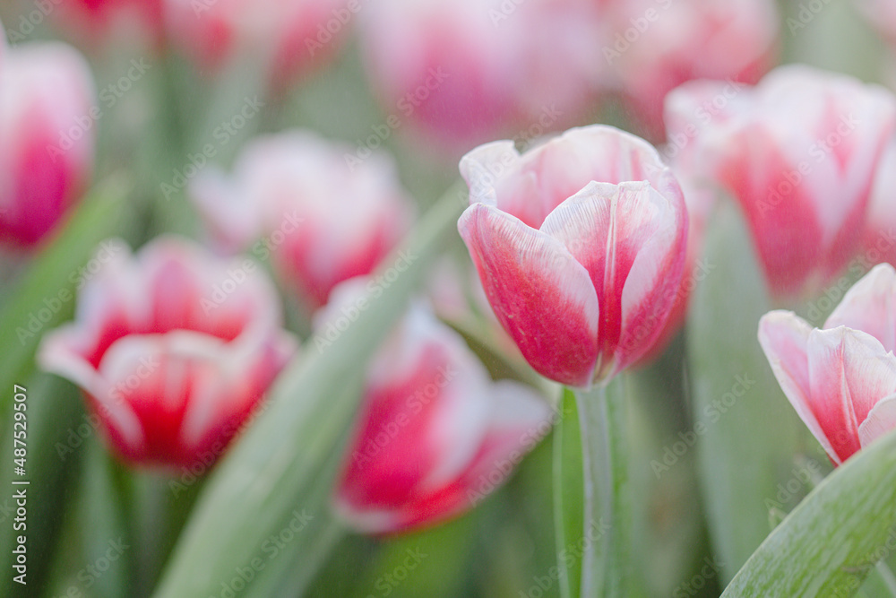 Red white Tulip flower in close up