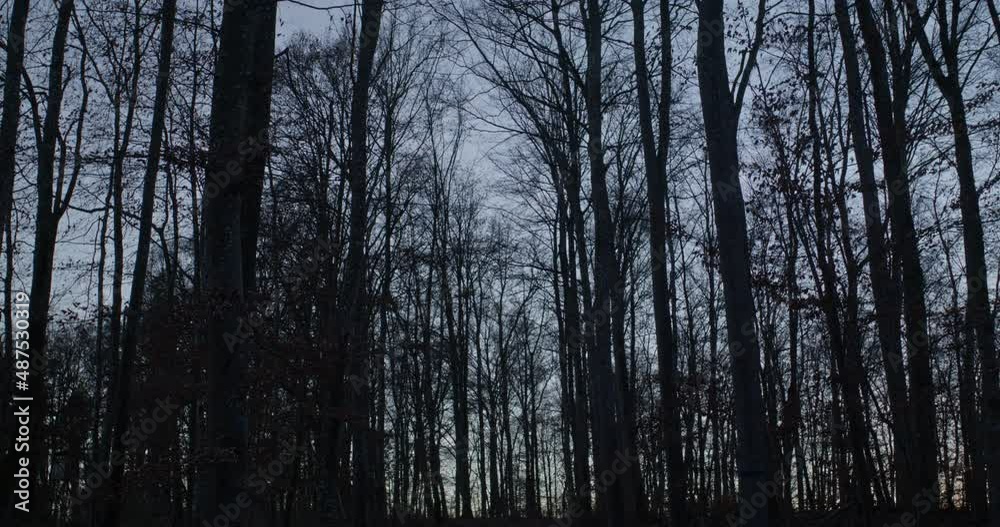 Camera tilting slowly up in an empty dark forest at blue hour. Trees moving due to wind. Camera tilting slowly up in an empty dark forest at blue hour. Trees moving due to wind.