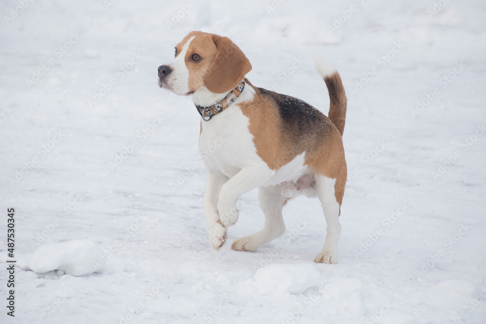 Cute english beagle puppy is standing on a white snow in the winter park. Pet animals. Purebred dog. Cute english beagle puppy is standing on a white snow in the winter park. Pet animals. Purebred dog.