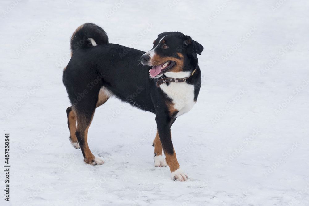 Cute appenzeller sennenhund puppy is standing on a white snow in the winter park. Pet animals. Purebred dog. Cute appenzeller sennenhund puppy is standing on a white snow in the winter park. Pet animals. Purebred dog.