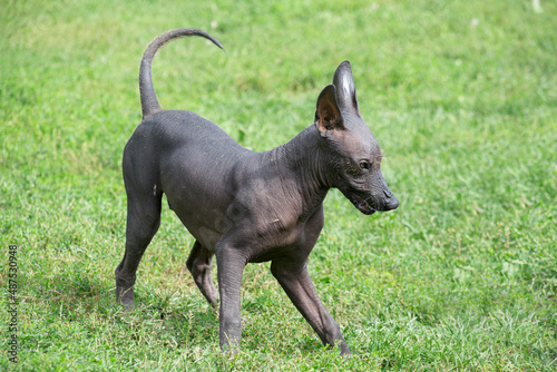 Canvas Print Cute mexican hairless dog puppy is playing on a green grass in the autumn park