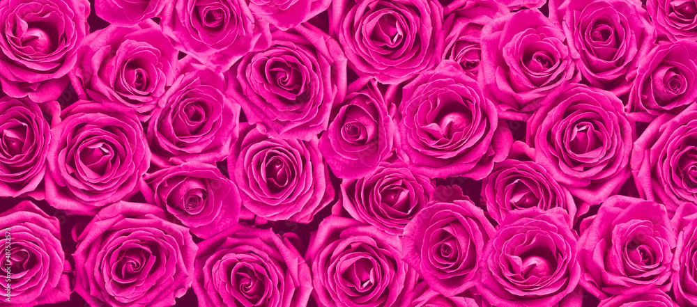 Rose Background - Beautiful Rose Pattern - Flower Backdrop Rose Background - Beautiful Rose Pattern - Flower Backdrop