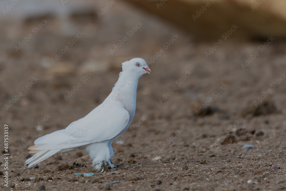 White pigeon imperial-pigeon ducula. Close up. Side view