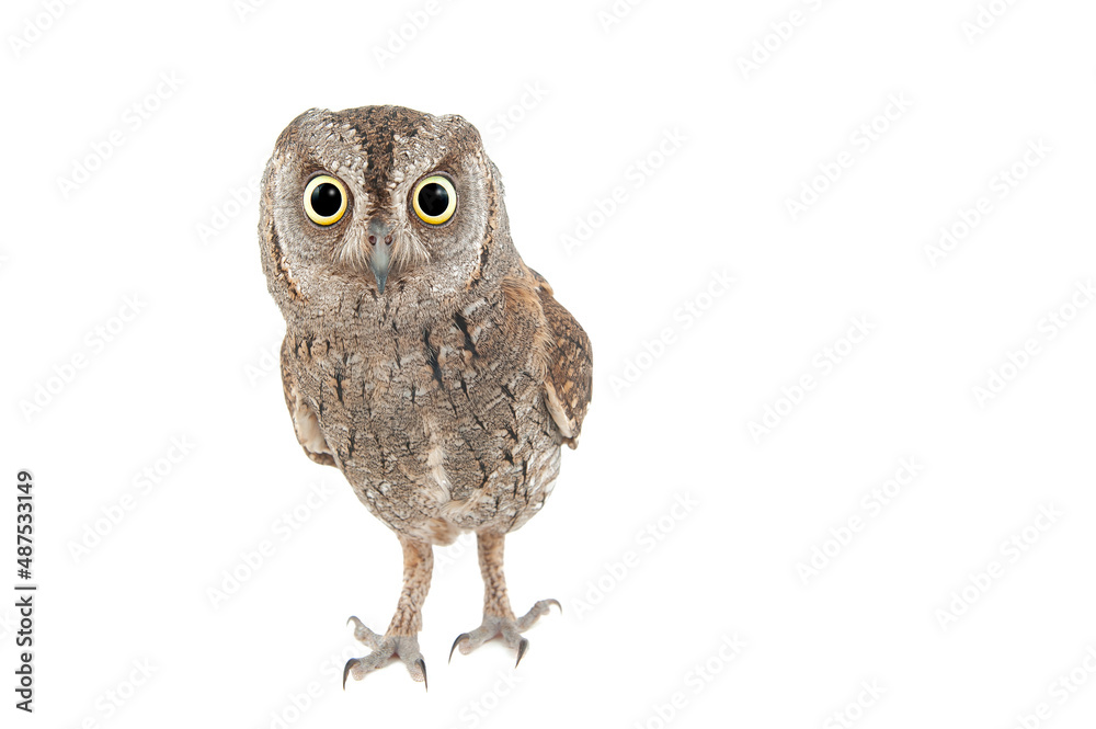 Obraz premium European scops owl Otus scops. isolated on white background