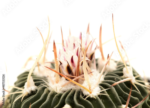 Stenocactus multicostatus, the brain cactus, small cactus with unusual wavy ribs natural, flowering 
 photo