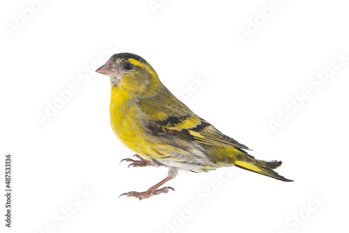 Photos male siskin isolated on a white background, studio shot