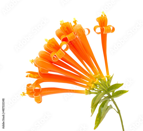 Pyrostegia venusta, aka orange trumpetvine isolated on white background photo