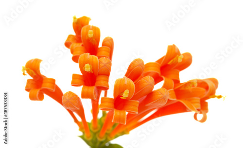 Pyrostegia venusta, aka orange trumpetvine isolated on white background photo