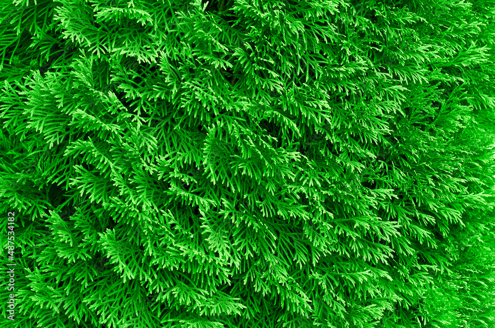 thuja branches wall Floral green pattern closeup. Thuya twig occidentalis, evergreen coniferous tree thuja branches wall Floral green pattern closeup. Thuya twig occidentalis, evergreen coniferous tree