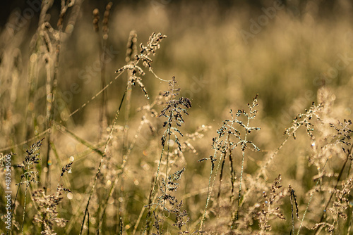 native grasses and weeds in field
