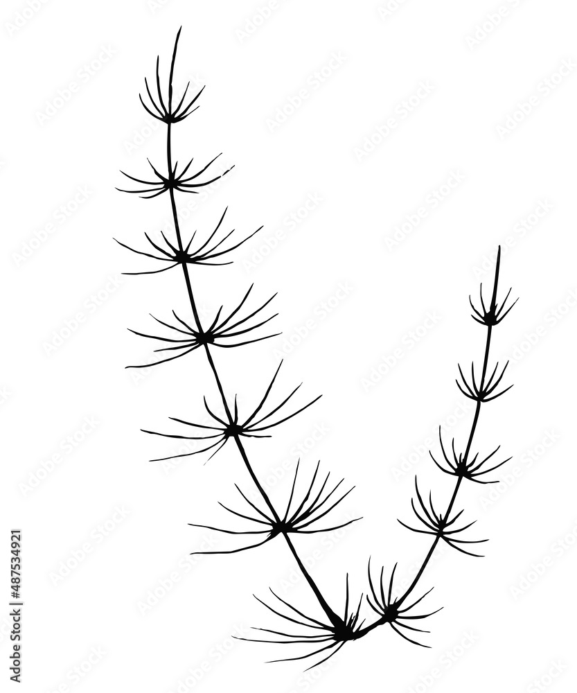 Obraz premium Horsetail Vector botanical isolated illustration