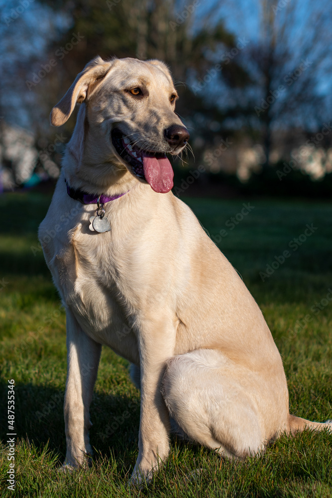 golden labrador dog