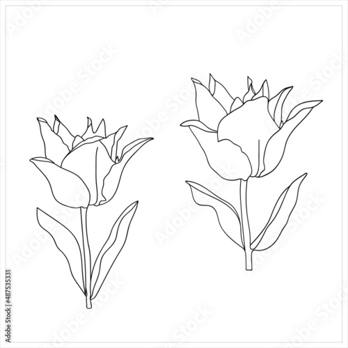 Vector Tulip Black White Line Pattern Design Textile Paper Advertising. 