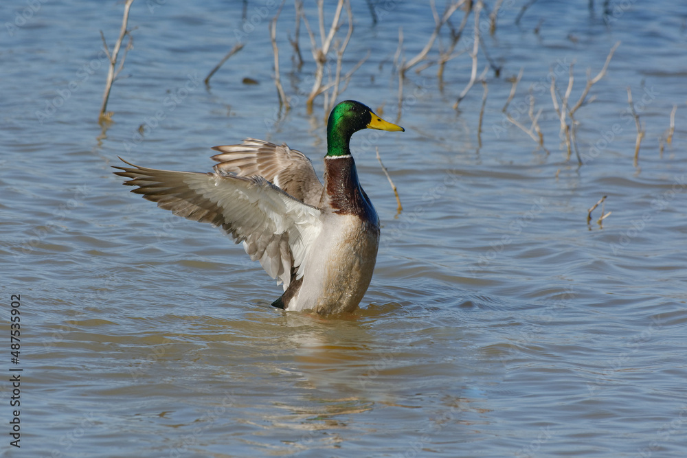 Fototapeta premium Male Mallard (Anas platyrhynchos) flapping its wings 