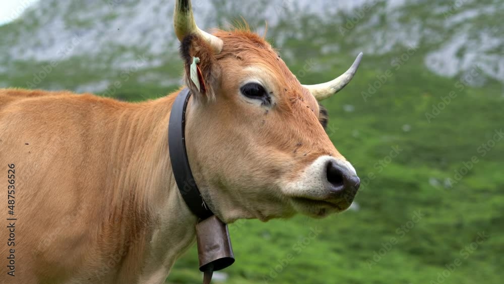 Domesticated Asturias Cow Breed With Cowbell On Green Mountain Pasture Domesticated Asturias Cow Breed With Cowbell On Green Mountain Pasture