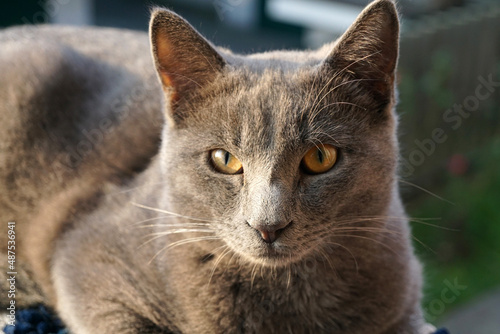 Primo piano di gatto grigio razza certosino sdraiato sul divano photo