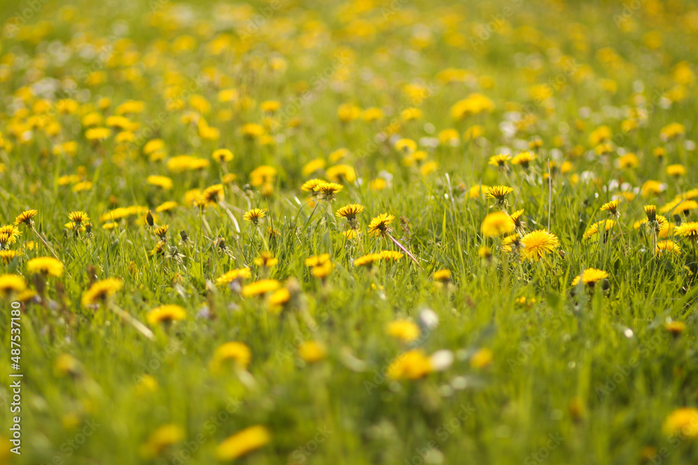 Sunny meadow with dandelions in nature in warm spring on sunlight. 